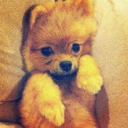I Hatchi dog Zayn & Perrie.
Official account