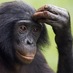 Clever Bonobo (@CleverBonobo) Twitter profile photo