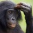Clever Bonobo