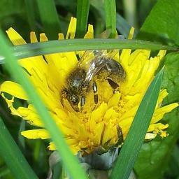 Beekeeper, guest house manager, occasional ecologist.