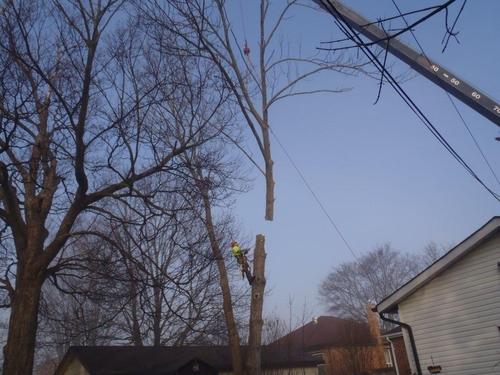 Owner- Crew leader/climber/aerial lift and crane operator. Sugar Bush Tree Service ISA Certified Arborist