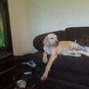 Keith Huskins - @BirdDogRanch - Twitter