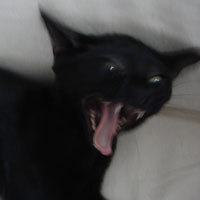 selijacome's profile picture. 