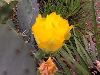 FaushNana's profile picture. 