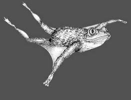 Half frog, half bat, all smeet.