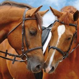 Spécialiste de l'assurance des équidés et des métiers du cheval.     

 http://t.co/VUOiMX0m