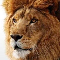 LIONSLMS Profile Picture