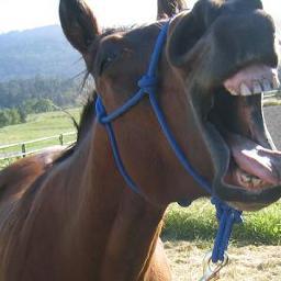 I'm the Gift Horse. Don't look in my mouth.