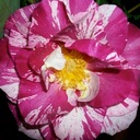 Sarah Reames - @SarahReames2 - Twitter