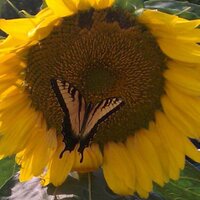 Joanne Bovich (@boilerjoanne) 's Twitter Profile