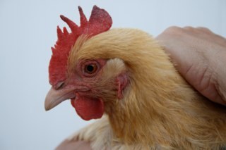 kim_mclemore's profile picture. LDS.  Madly in love with my husband, Love being a Mom and Nana.  Love caring for and hanging with my dog, bunny and chickens.