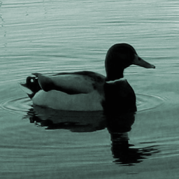 levinalex's profile picture. Ihr seid ja gar keine Vögel!