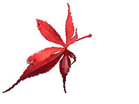 AeronAcers's profile picture. Aeron Acers is a small nursery growing Japanese Acers in the County of Ceredigion, Wales. Retired 2024.