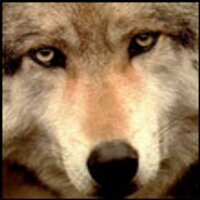 Sheri Reason (@razigopy) 's Twitter Profile