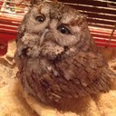 Tamara Hanley - @Owlmother1 - Twitter