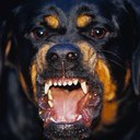 Devin Petersen - @JackRabbitSlim_ - Twitter