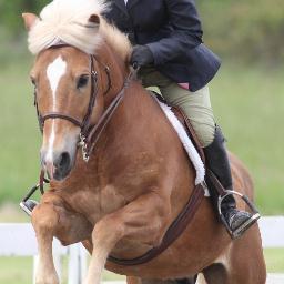 Hunter-Jumper Equestrian Centre located outside of Columbus. Riding lessons for children and adults, camp programs, horse shows, boarding, training and sales.