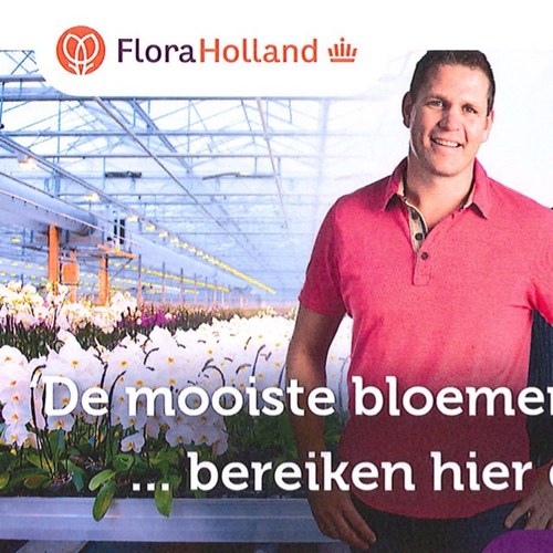Orchios is a nursery which is equipped with the latest in technology to assure top quality production of 15cm pot Phalaenopsis.