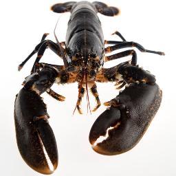 Si quiere una cena de gala llevese una cigala. Si quiere una cena fina comprese una lubina. Si quiere una cena elegante llevese un bogavante.