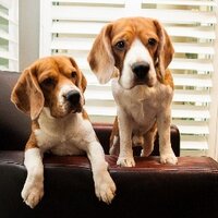 Eating Beagles