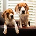 Eating Beagles 🎱 (@EatingBeagles) Twitter profile photo