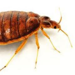 New UK Based Pest Control Forum. Join And Chat With Other Professionals! http://t.co/JtsT1Ekj