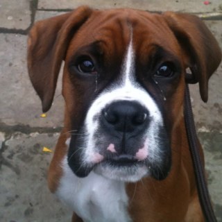 Big nose, big mouth, likes a laugh.....