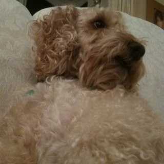 Hey mum i got twitter lol