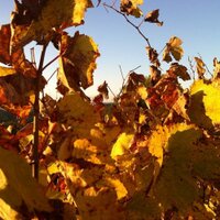 Bubbleman (@ramoncanals) 's Twitter Profile