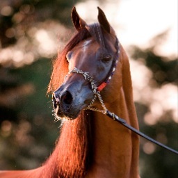 Breeding and promoting some of the Worlds most beautiful Arabian horses.