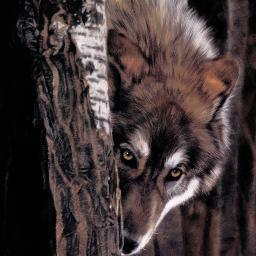 cdiced's profile picture. 