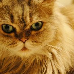 Soy el gato preferido de Panem. Sí, Primrose Everdeen es mi dueña y es un amor♥ Me gusta hacer enfadar a Katniss y... SOBREVIVÍ A LA TRILOGÍA \o/
