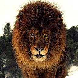 Direnzo755's profile picture. barça 🔥