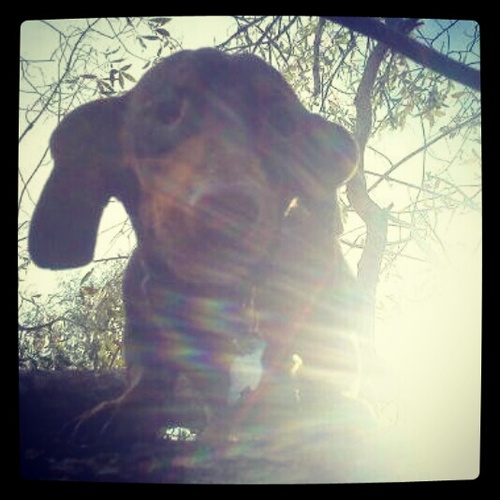 Im General Hampton aka Hammy! Im a mini chocolate #dachshund that my mommy rescued & I love her soo much!! I have a bad blind eye but that doesnt slow me down!!