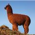 The Wayward Alpaca (@wayward_alpaca) Twitter profile photo The Wayward Alpaca (@wayward_alpaca) Twitter profile photo