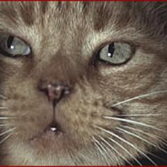 JonesydaCat's profile picture. Star of Alien (1979),
destiny's child sang it best. ima survivor (what) im not gon' give up (what) im not gon' stop (what) im gon' work harder 
pur