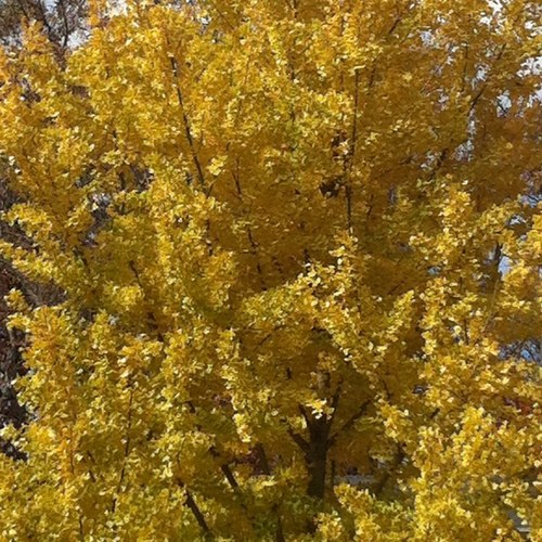 WolkinAmy's profile picture. 