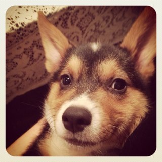 The most interesting Corgi in the world. My friends call me Teddy. #corgi