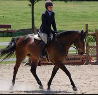 The one and only. Jumper & Eventer
Life just isnt complete without horses