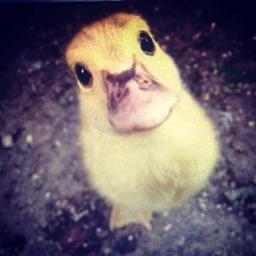 You know what it is. Quack and yellow. Quack and Yellow. The ducks of Ferrum College