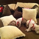 Silvia Anderson - @RNbebes - Twitter