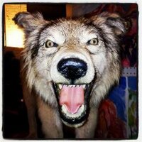 JT (@jimtindell) 's Twitter Profile