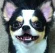 酒場と犬と永ちゃんが大好きです。夫とチワワと暮らしています。