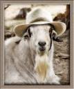 Ek is a cool boer, that is liking to farm and listen to the touchdown. A New age farmer that loves life and lives to love!