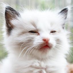 happycats82's profile picture. 