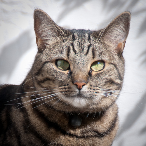 MethodistCat's profile picture. RIP. 2001-2016. Former Manse Mouser. My tin-opener was @MustardSeedUK