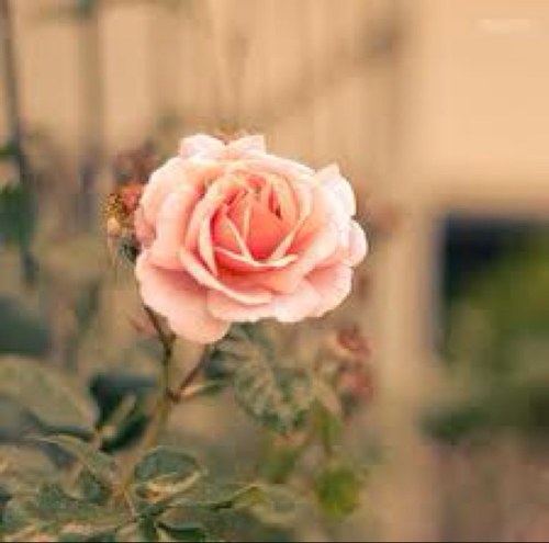 وماتوفيقي الا بالله🌸