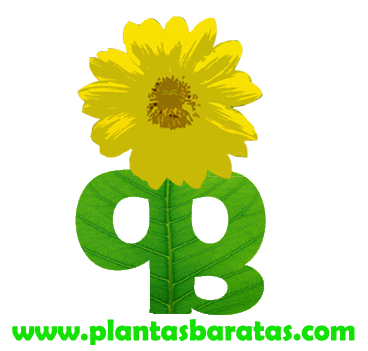 http://t.co/6KIEzkYD es una tienda on-line con sede en Murcia en la que podrás encontrar un gran surtido de plantas. Disponemos de tarifas para profesionales.