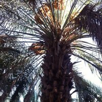 الفيصل (@g70m1) 's Twitter Profile