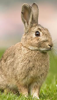 I am the offspring of abandoned domestic rabbits. Follow my exploits of life in the local park where I live.